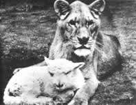 photo Little Tyke la lionne v&eacute;g&eacute;tarienne