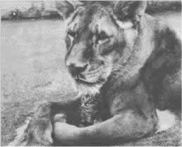 photo Little Tyke la lionne v&eacute;g&eacute;tarienne